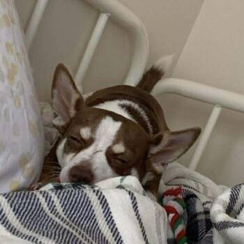 Chihuahua Dogs Available for Adoption - Frankie | PetCurious