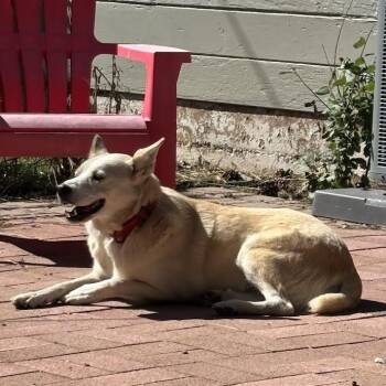 Rescue Cattle Dog Dogs for Adoption in Flagstaff, Arizona - Henry - Let Me Be The "King" In Your Life! | PetCurious