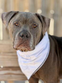 Mixed Breed Dogs Available for Adoption in Muskegon, Michigan - Mojo Ozzy | PetCurious