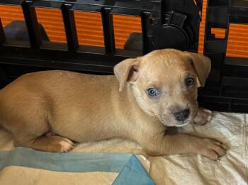 Rescue Labrador Retriever Dogs for Adoption in Pflugerville, Texas - Echo | PetCurious