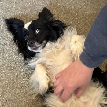 Papillon Dogs Available for Adoption in Metamora, Michigan - Athena | PetCurious