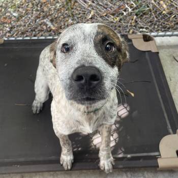 Blowfish -  Mixed Breed Dog for Adoption in Saint Charles, Missouri - Blowfish | PetCurious