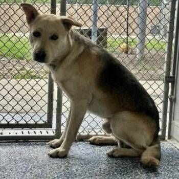 German Shepherd Dog and Labrador Retriever Dogs Available for Adoption in Converse, Texas - Captain | PetCurious