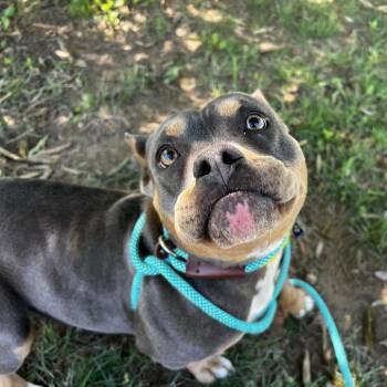 Mixed Breed Dogs Available for Adoption in Asheville, North Carolina - Butta | PetCurious