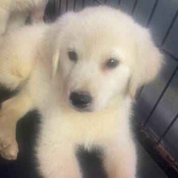 Liam -  Golden Retriever and American Eskimo Dog Dog for Adoption in Oak Bluffs, Massachusetts - Liam | PetCurious