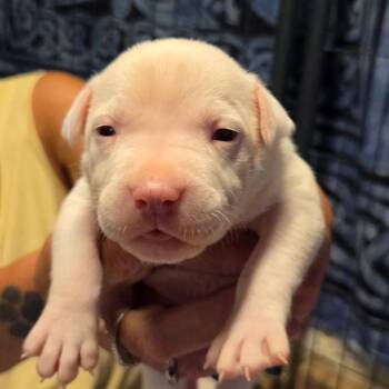 Pit Bull Terrier Dogs Available for Adoption in St. Louis, Missouri - Kudu | PetCurious