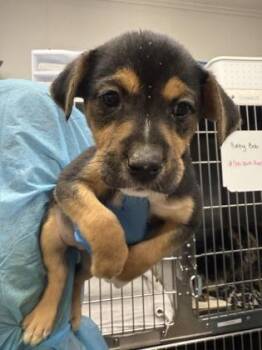 Mixed Breed Dogs Available for Adoption - Javadi | PetCurious