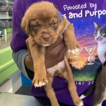 Chocolate Labrador Retriever Dogs Available for Adoption in Montgomery, Alabama - Xaiden | PetCurious