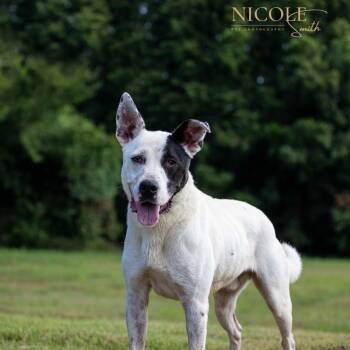 Rescue Mixed Breed Dogs for Adoption in Henderson, Kentucky - Roger | PetCurious