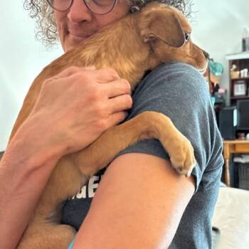 Kira -  Chihuahua Dog for Adoption in Tacoma, Washington - Kira | PetCurious