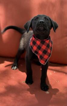 Rescue Black Labrador Retriever Dogs for Adoption in Phoenix, Arizona - Azrael | PetCurious