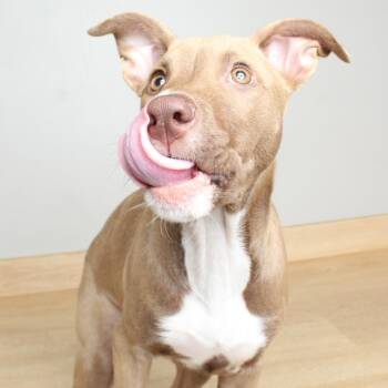 Pit Bull Terrier Dogs Available for Adoption in Minnetonka, Minnesota - Felicia D69152 | PetCurious