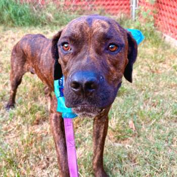 Zeppelin -  Mastiff Dog for Adoption in Austin, Texas - Zeppelin | PetCurious