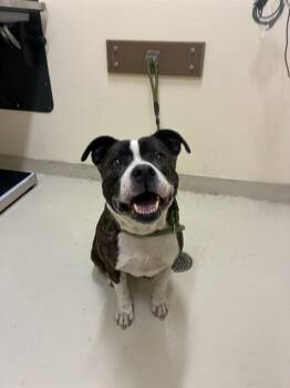 Pit Bull Terrier Dogs Available for Adoption in Fremont, California - OREO | PetCurious