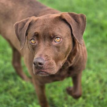 Emilee JuM -  Chocolate Labrador Retriever Dog for Adoption in Austin, Texas - Emilee JuM | PetCurious