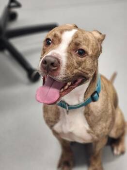 Pluto -  Mixed Breed Dog for Adoption in West Chester, Pennsylvania - Pluto | PetCurious