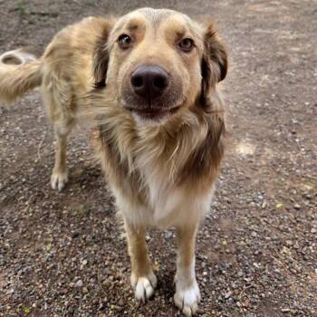 Simpson -  Shepherd and Mixed Breed Dog for Adoption in Glenwood Springs, Colorado - Simpson | PetCurious