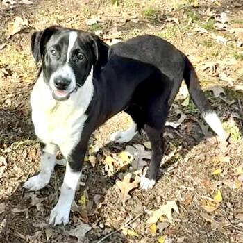 Prince -  Feist Dog for Adoption in Queen City, Texas - Prince | PetCurious