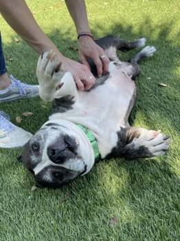 American Bulldog and Mixed Breed Dogs Available for Adoption in North Miami Beach, Florida - Jelly Bean | PetCurious