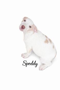 Mixed Breed Dogs Available for Adoption - Spoddy | PetCurious