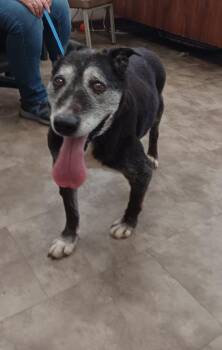 Australian Cattle Dog Blue Heeler Dogs Available for Adoption in Springfield, Ohio - Pappy | PetCurious