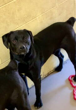 Rescue Black Labrador Retriever Dogs for Adoption in Crossville, Tennessee - JIGGS | PetCurious