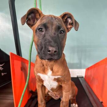 Belgian Shepherd Malinois and Boxer Dogs Available for Adoption - Morgan | PetCurious