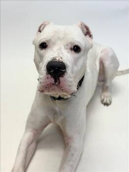 Rescue Dogo Argentino Dogs for Adoption in Hayward, California - BARTHOLOMEW | PetCurious