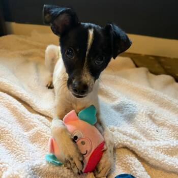 Hershey -  Jack Russell Terrier and Mixed Breed Dog for Adoption in Austin, Texas - Hershey | PetCurious