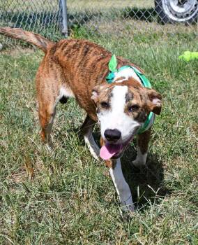 Whiskey  #A-142999 -  Catahoula Leopard Dog Dog for Adoption in Silsbee, Texas - Whiskey  #A-142999 | PetCurious