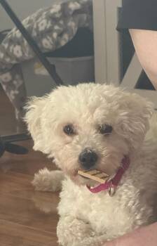 Rayne -  Poodle Dog for Adoption in Plymouth, Michigan - Rayne | PetCurious