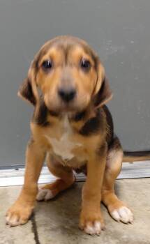 Lincoln -  Mixed Breed Dog Available for Adoption in Henderson, North Carolina - Lincoln | PetCurious