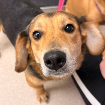 Mj -  Beagle and Cardigan Welsh Corgi Dog for Adoption in Evansville, Indiana - Mj | PetCurious