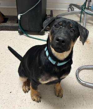 Angel Baby -  Hound and Mixed Breed Dog for Adoption in Luling, Texas - Angel Baby | PetCurious