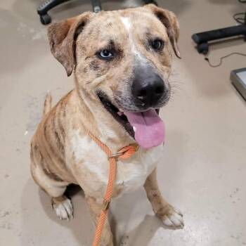 Catahoula Leopard Dog Dogs Available for Adoption in Buchanan Dam, Texas - Watson | PetCurious