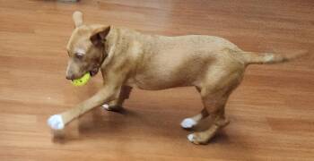 Rescue Australian Kelpie and Shepherd Dogs for Adoption in Mauston, Wisconsin - Miranda | PetCurious