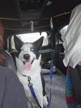 Rescue Husky Dogs for Adoption in Winlock, Washington - Manny | PetCurious