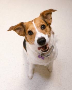 Beagle Dogs Available for Adoption in Cincinnati, Ohio - Dream | PetCurious