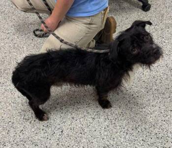 Seymour -  Mixed Breed Dog for Adoption in Kansas City, Missouri - Seymour | PetCurious