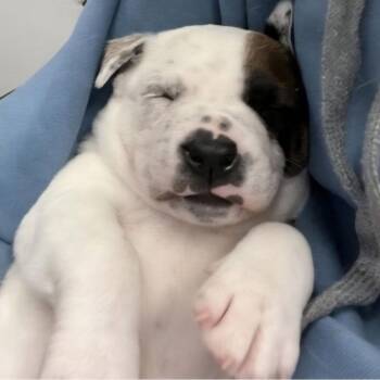Artie -  Mixed Breed Dog for Adoption - Artie | PetCurious