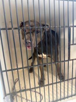 ALLEY -  Pit Bull Terrier Dog for Adoption - ALLEY | PetCurious
