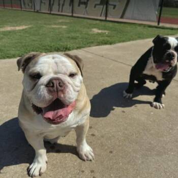 Snuggle-Demon Hunter -  English Bulldog Dog for Adoption in Austin, Texas - Snuggle-Demon Hunter | PetCurious