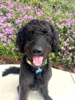 Goldendoodle Dogs Available for Adoption - Bronx | PetCurious