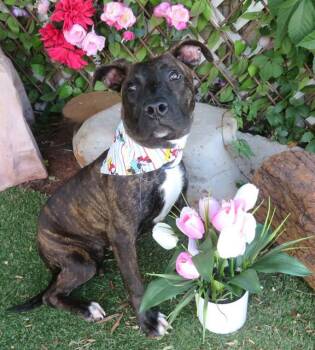AMELIA -  Plott Hound and Mixed Breed Dog for Adoption in Oklahoma City, Oklahoma - AMELIA | PetCurious