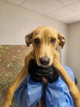 Bolt -  Shepherd and Mixed Breed Dog for Adoption in San Antonio, Texas - Bolt | PetCurious