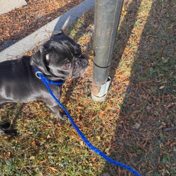 Jessica ~ Coming Soon!!! -  Pug Dog for Adoption in Chicago, Illinois - Jessica ~ Coming Soon!!! | PetCurious