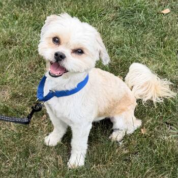 Harry -  Shih Tzu Dog for Adoption in Libertyville, Illinois - Harry | PetCurious