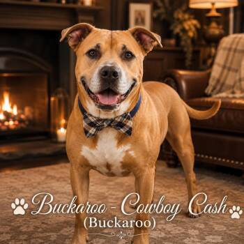 Cowboy Cash (Buckaroo) -  American Staffordshire Terrier and Labrador Retriever Dog for Adoption in Farmington, Missouri - Cowboy Cash (Buckaroo) | PetCurious