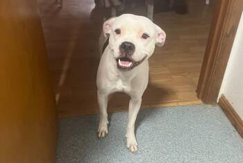 Rescue Boxer Dogs for Adoption in Clarksburg, Missouri - Frito | PetCurious