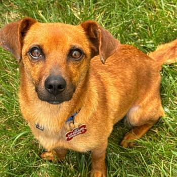 Baby Girl -  Mixed Breed Dog for Adoption in Wheeling, Illinois - Baby Girl | PetCurious